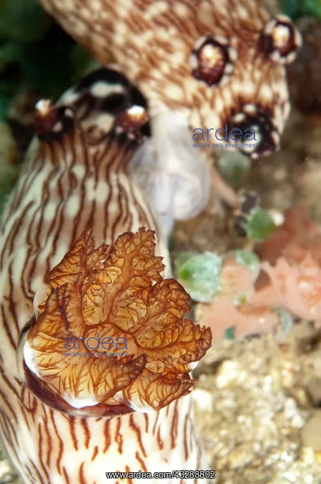 : Red-lined Jorunna Nudibranchs - mating pair : Red-lined Jorunna Nudibranchs - mating pair