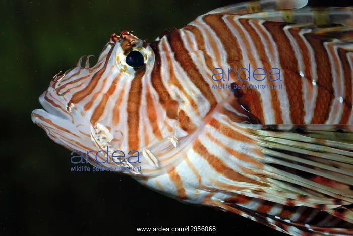 : Red Lion Fish / Dragonfish - reefs : Red Lion Fish / Dragonfish - reefs