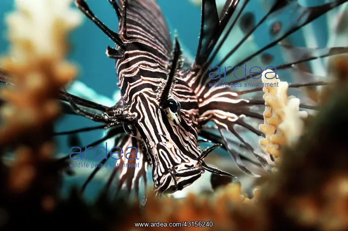 : Red Lionfish : Red Lionfish