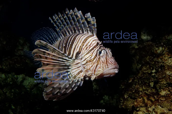 : Red Lionfish : Red Lionfish