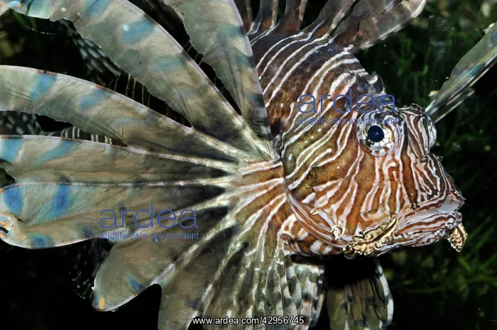 : Red Lionfish / Dragon Fish : Red Lionfish / Dragon Fish