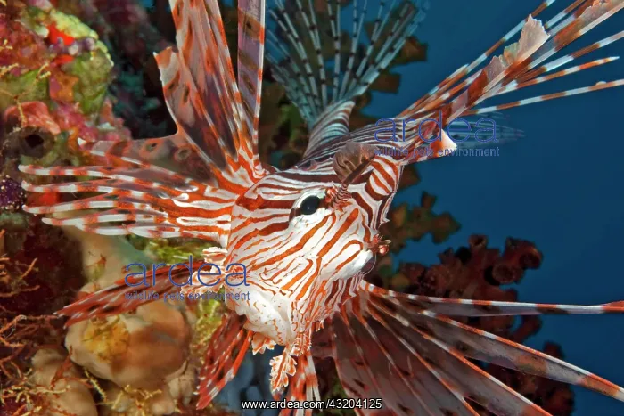 : Red Lionfish (Pterois volitans), Indian Ocean, Maldives : Red Lionfish (Pterois volitans), Indian Ocean, Maldives