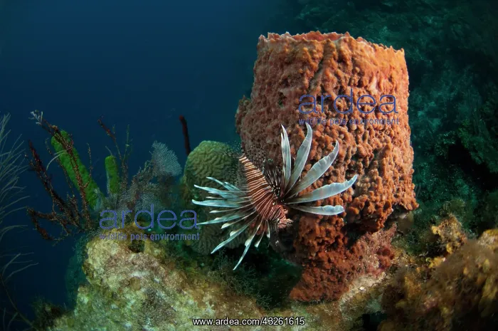 : Red Lionfish (Pterois volitans) Coral Reef : Red Lionfish (Pterois volitans) Coral Reef