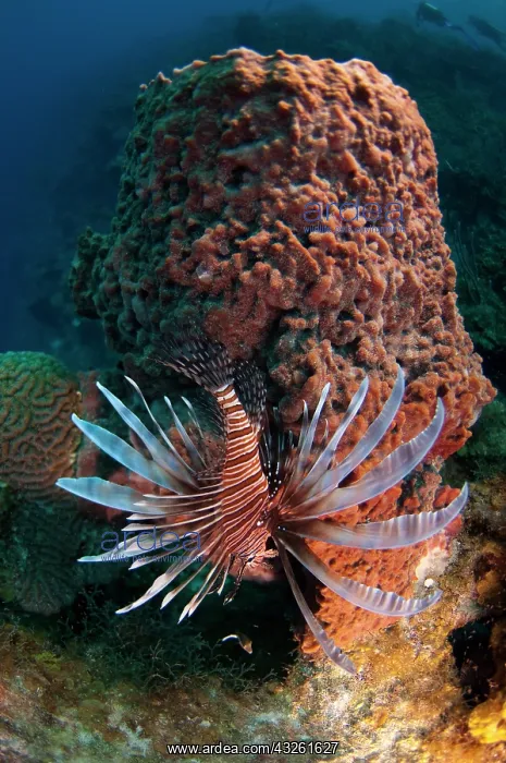 : Red Lionfish (Pterois volitans) Coral Reef : Red Lionfish (Pterois volitans) Coral Reef