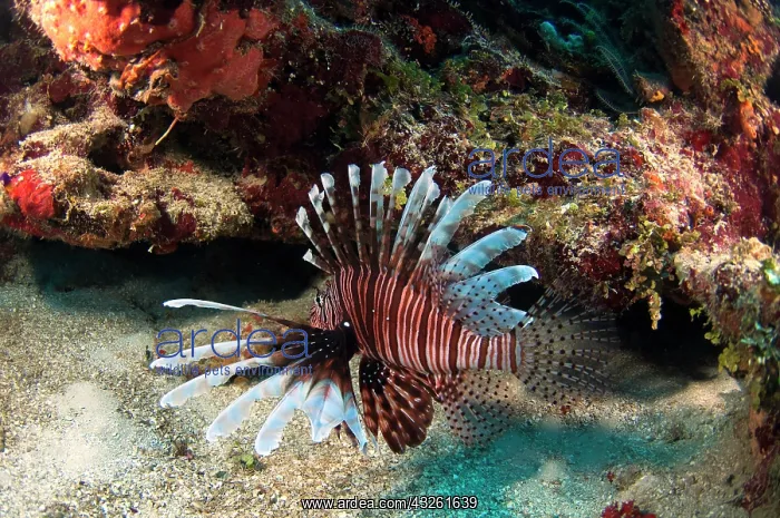 : Red Lionfish (Pterois volitans) Coral Reef : Red Lionfish (Pterois volitans) Coral Reef