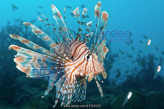: Red Lionfish (Pterois volitans) hunting Glassy Sweepers : Red Lionfish (Pterois volitans) hunting Glassy Sweepers