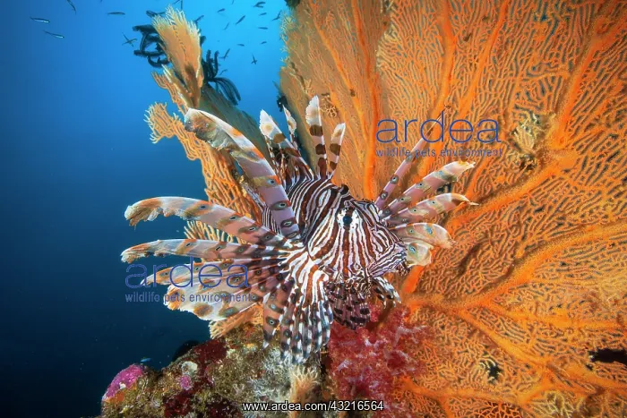 : Red lionfish (Pterois volitans) in front of a Sea : Red lionfish (Pterois volitans) in front of a Sea