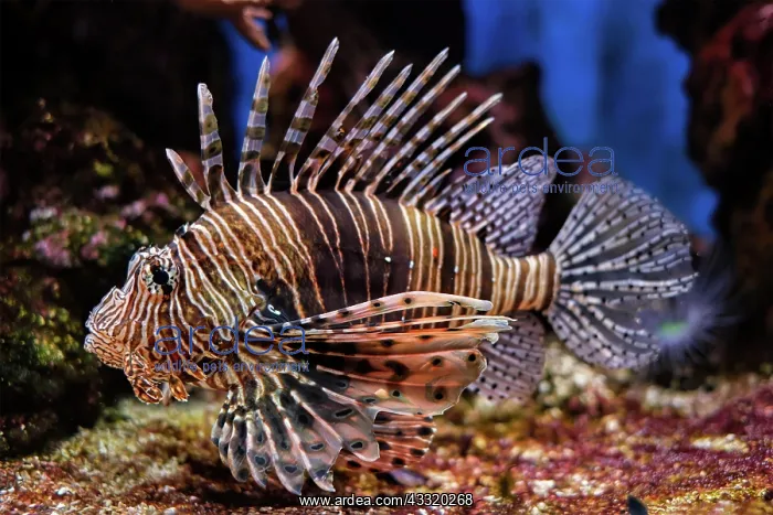 : Red lionfish (Pterois volitans) venomous coral reef : Red lionfish (Pterois volitans) venomous coral reef