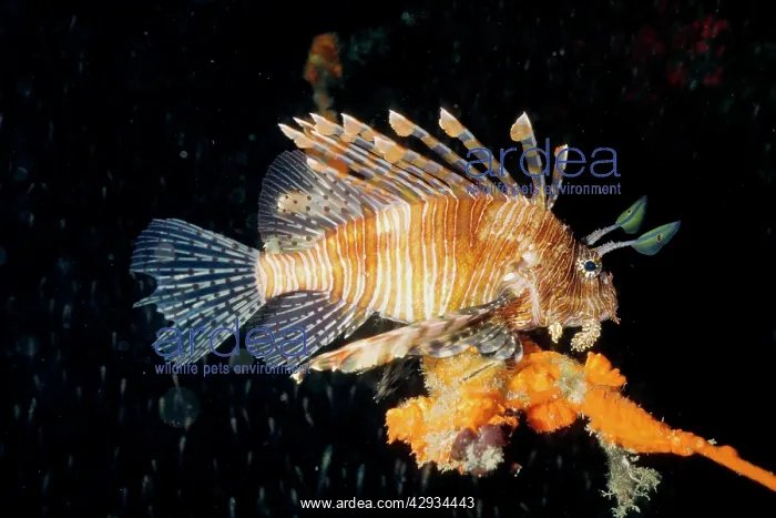 : Red lionfish, showing the venomous dorsal spines : Red lionfish, showing the venomous dorsal spines