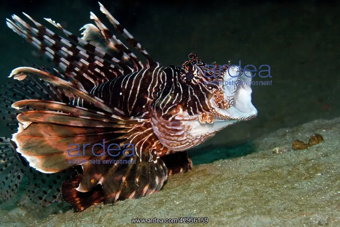 : Red Lionfish - yawning : Red Lionfish - yawning