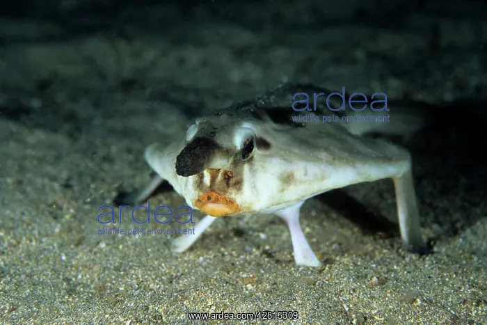  : Red lipped Batfish - Galapagos Islands UNESCO Natural World