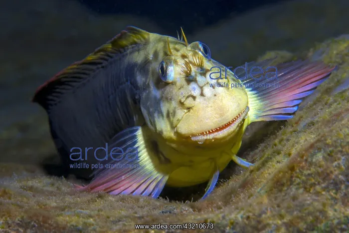 : Red-lipped blenny (Ophioblennius atlanticus), Tenerife : Red-lipped blenny (Ophioblennius atlanticus), Tenerife