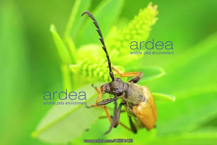 : Red longhorn beetle (Stictoleptura rubra) male : Red longhorn beetle (Stictoleptura rubra) male