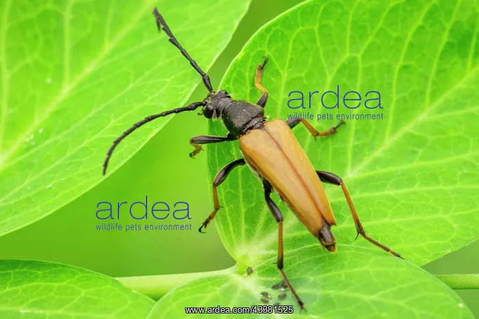 : Red longhorn beetle (Stictoleptura rubra) male : Red longhorn beetle (Stictoleptura rubra) male