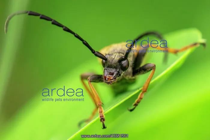 : Red longhorn beetle (Stictoleptura rubra) male : Red longhorn beetle (Stictoleptura rubra) male
