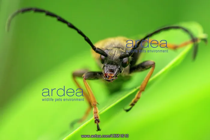 : Red longhorn beetle (Stictoleptura rubra) male : Red longhorn beetle (Stictoleptura rubra) male