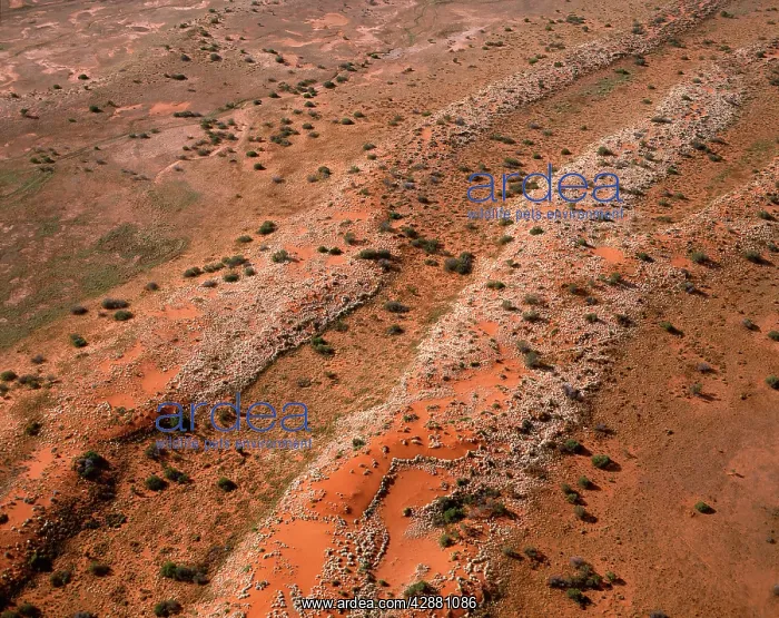 : Red longitudinal sand dunes : Red longitudinal sand dunes