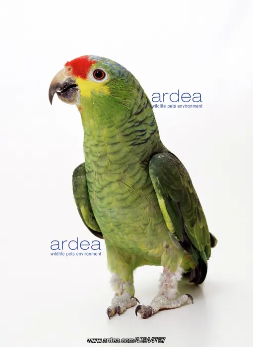 : Red-lored Amazon PARROT - studio : Red-lored Amazon PARROT - studio