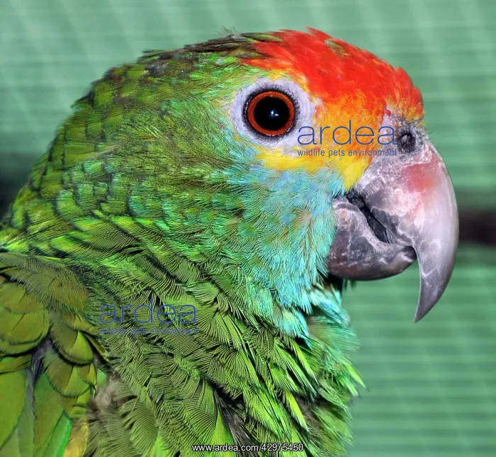 : Red-lored Amazon / Red -browed Amazon Parrot - endemic : Red-lored Amazon / Red -browed Amazon Parrot - endemic