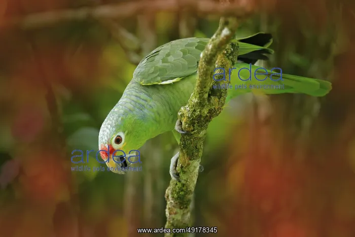 : Red-lored Parrot, Amazona autumnalis : Red-lored Parrot, Amazona autumnalis