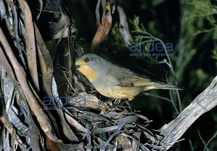 : Red-Lored Whistler : Red-Lored Whistler