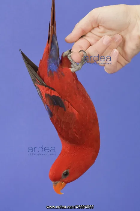 : Red Lory. An acrobatic red lory, (Eos bornea) hangs from her owner's finger : Red Lory. An acrobatic red lory, (Eos bornea) hangs from her owner's finger