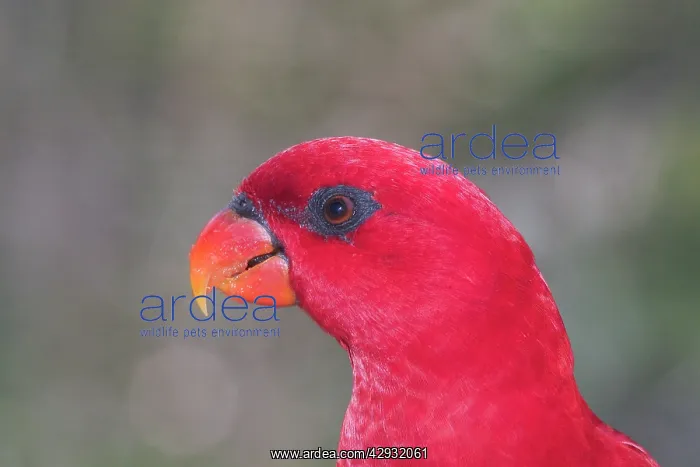 : Red LORY - close-up of head : Red LORY - close-up of head