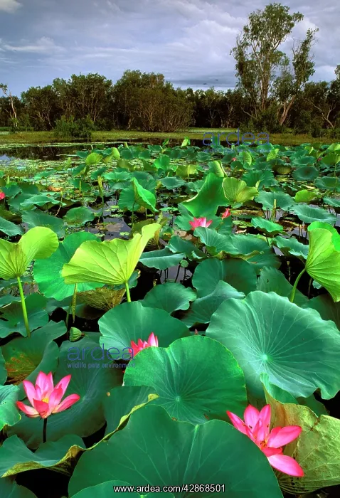 : Red Lotus - Surrounded by Paperbark trees (Melaleuca : Red Lotus - Surrounded by Paperbark trees (Melaleuca