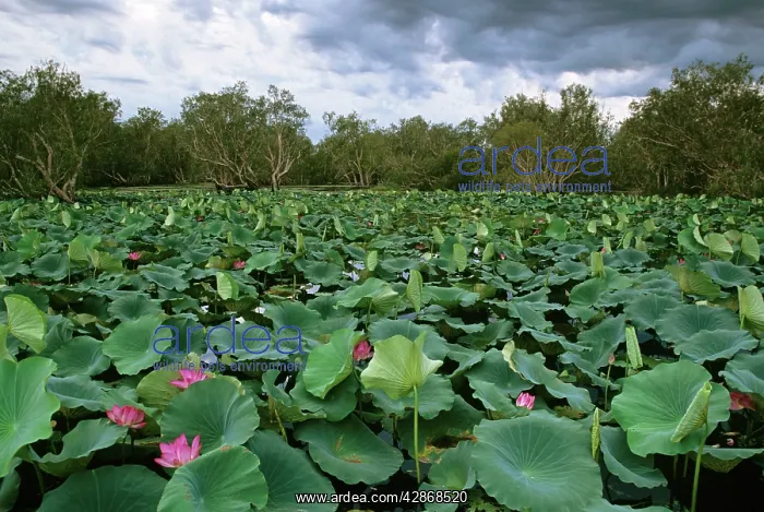: Red Lotus - Surrounded by Paperbark trees (Melaleuca : Red Lotus - Surrounded by Paperbark trees (Melaleuca