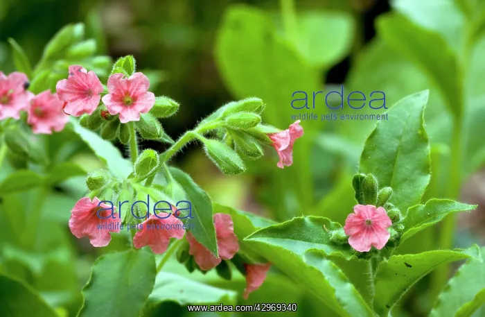 : Red Lungwort - Pulmonaria rubra in flower - spring : Red Lungwort - Pulmonaria rubra in flower - spring
