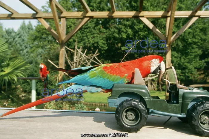 : Red MACAW / Blue and Gold macaw - on toy jeep : Red MACAW / Blue and Gold macaw - on toy jeep