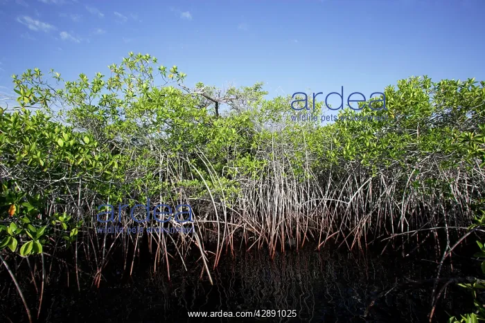 : Red Mangrove : Red Mangrove
