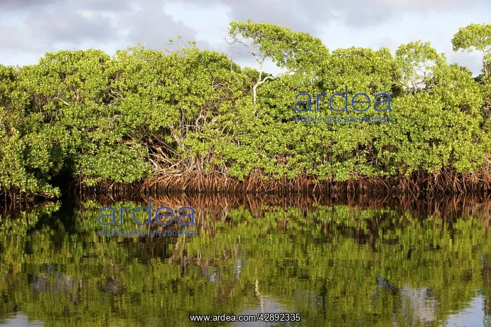 : Red mangrove : Red mangrove