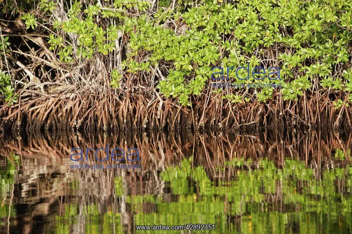 : Red mangrove : Red mangrove