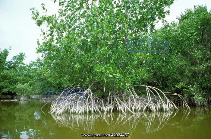  : Red Mangrove