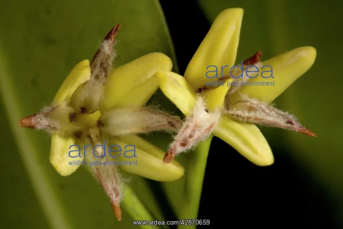 : Red mangrove in flower : Red mangrove in flower
