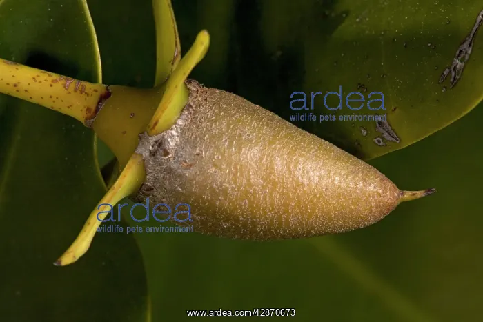 : Red mangrove - in fruit, this develops and germinates : Red mangrove - in fruit, this develops and germinates