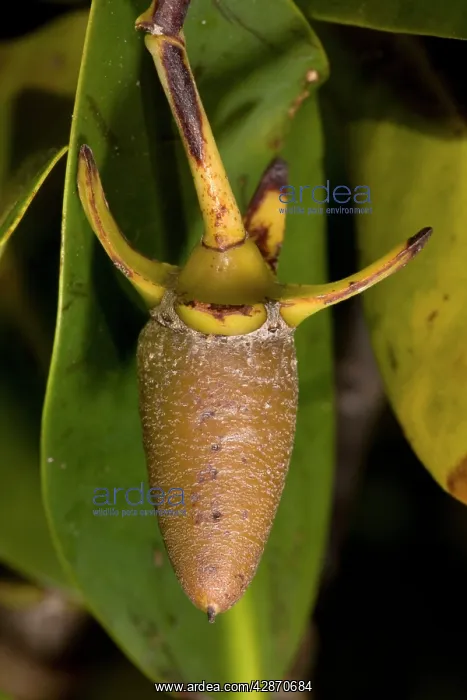 : Red mangrove - in fruit, this develops and germinates : Red mangrove - in fruit, this develops and germinates