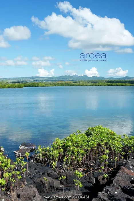 : Red mangrove Loop-root mangrove Asiatic mangrove : Red mangrove Loop-root mangrove Asiatic mangrove