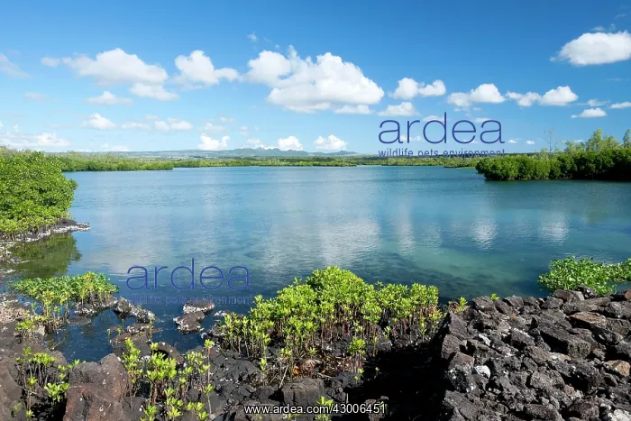 : Red mangrove Loop-root mangrove Asiatic mangrove : Red mangrove Loop-root mangrove Asiatic mangrove