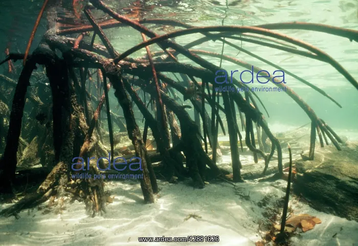 : RED MANGROVE - roots underwater : RED MANGROVE - roots underwater
