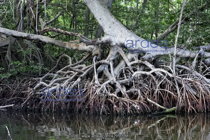 : Red mangrove - showing roots : Red mangrove - showing roots