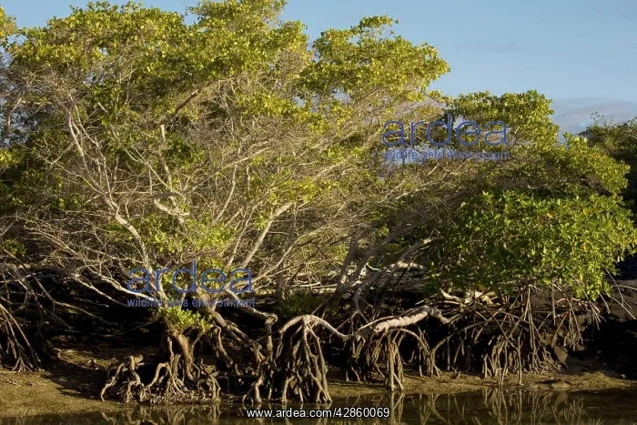 : Red Mangrove - with stilt roots : Red Mangrove - with stilt roots