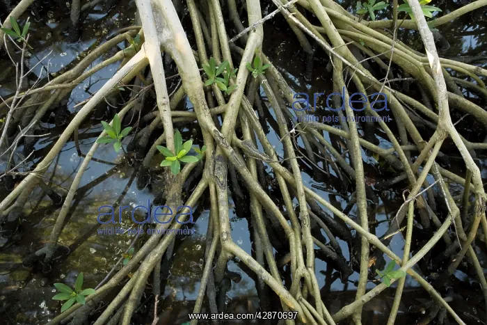 : Red mangrove - stilt roots exposed at low tide : Red mangrove - stilt roots exposed at low tide