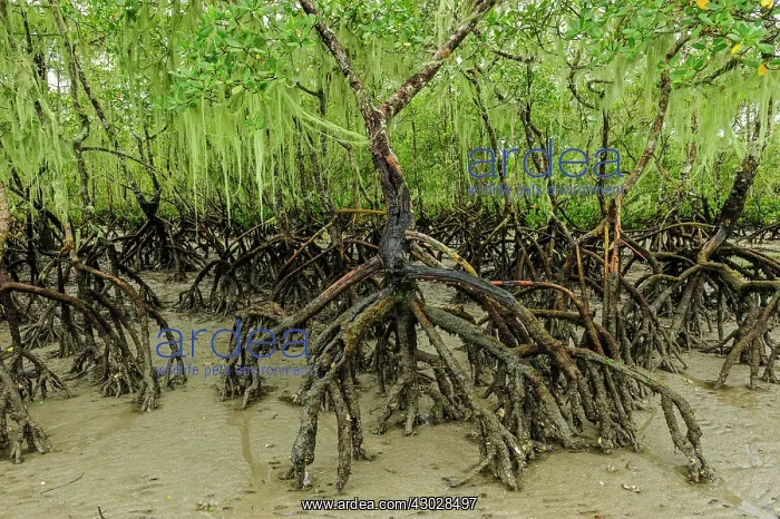 : Red Mangrove, Superagui National Park, Atlantic : Red Mangrove, Superagui National Park, Atlantic