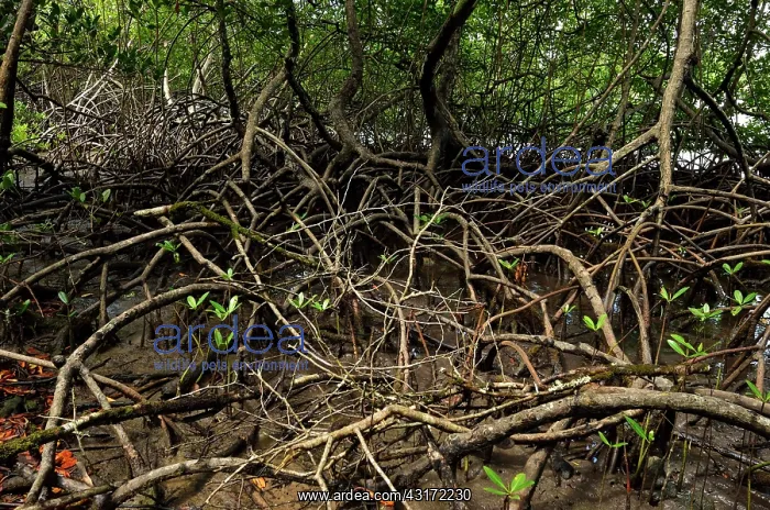 : Red mangrove, For t de Vatable, Martinique, France : Red mangrove, For t de Vatable, Martinique, France