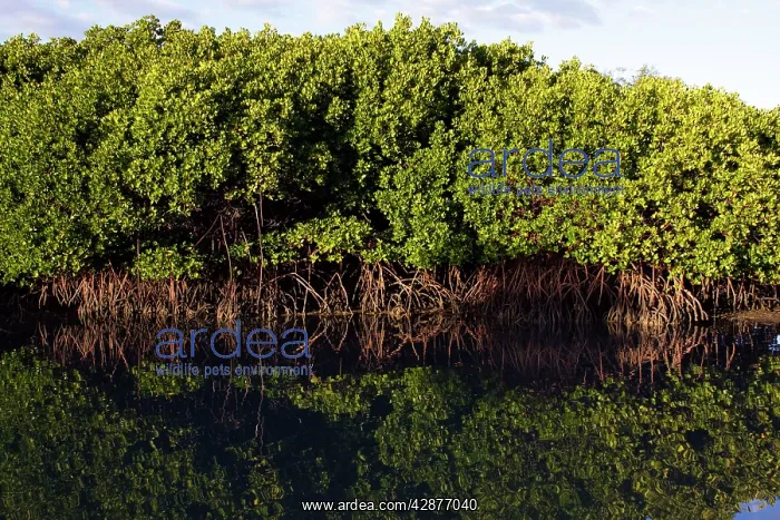: Red Mangroves : Red Mangroves