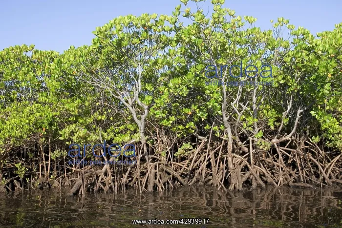 : Red mangroves - along coastline : Red mangroves - along coastline