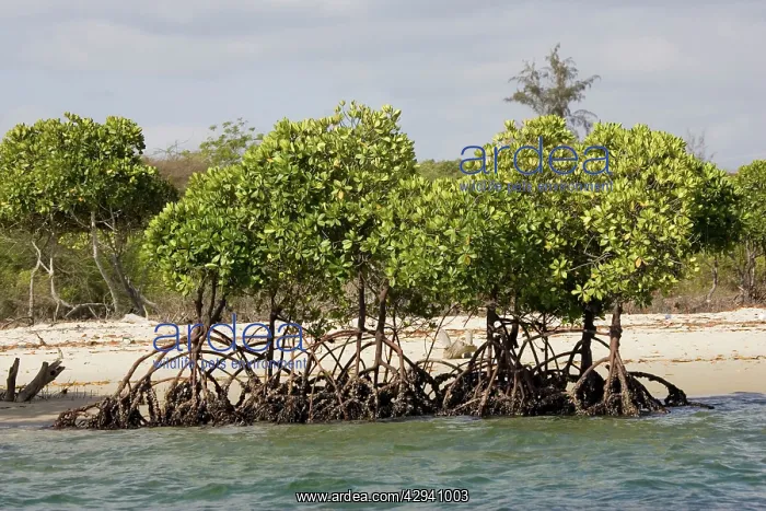 : Red mangroves - along coastline : Red mangroves - along coastline