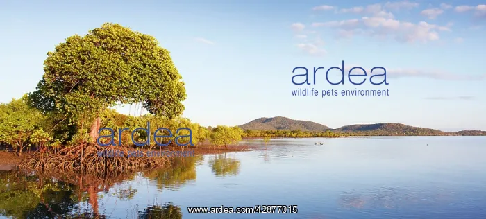  : Red Mangroves - lower tidal mangrove forests in